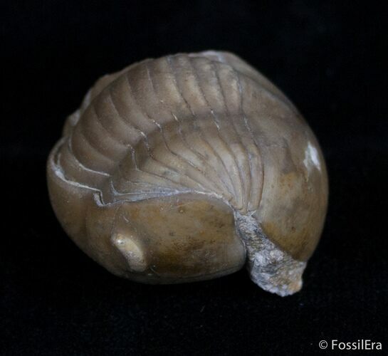 Enrolled Illaenus Sarsi Trilobite - No Restoration #2538